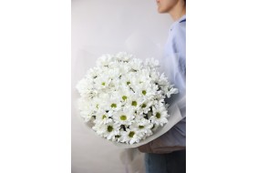 НЕЖНЫЕ ХРИЗАНТЕМЫ 